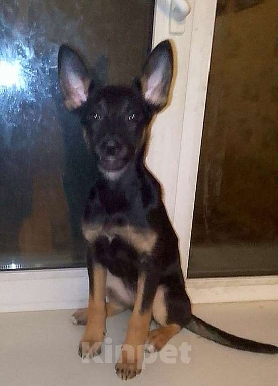 Собаки в Москве: Восточноевропейская овчарка щенок суки Девочка, 10 000 руб. - фото 6