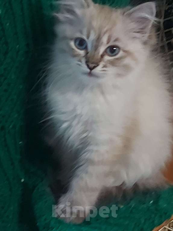 Кошки в Севастополе: Котята выбирают семью Девочка, Бесплатно - фото 3