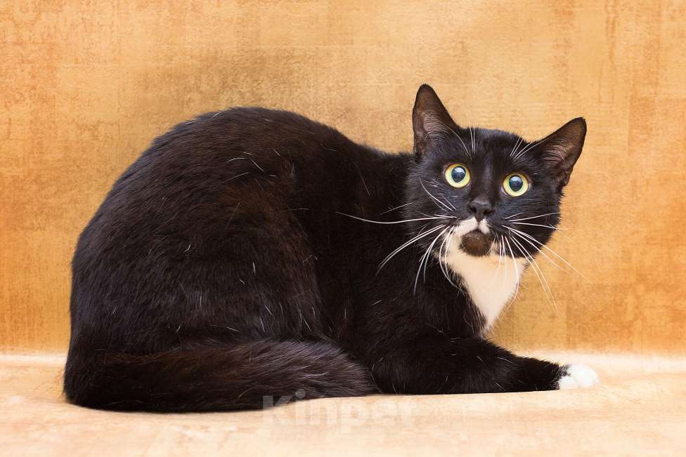 Кошки в Москве: Яся ищет дом  Девочка, Бесплатно - фото 3