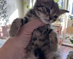 Кошки в Екатеринбурге: Котенок девочка Девочка, 1 800 руб. - фото 7