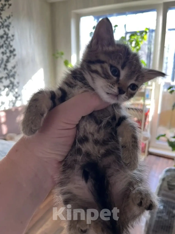 Кошки в Екатеринбурге: Котенок девочка Девочка, 1 800 руб. - фото 7