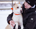 Собаки в Москве: Девочка из приюта ищет дом! Девочка, Бесплатно - фото 3