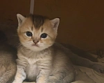 Кошки в Мичуринске: котята шиншильные Разнополые, 4 999 руб. - фото 5