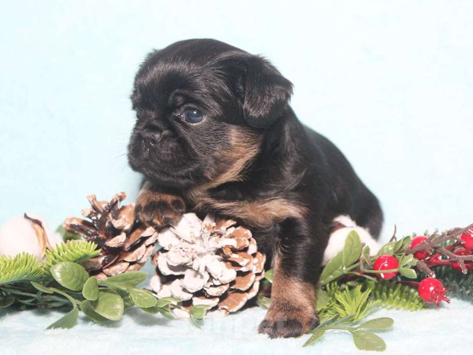 Собаки в Санкт-Петербурге: Маленькая принцесса Девочка, 80 000 руб. - фото 6