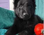 Собаки в Подольске: Черная принцесса щенок немецкой овчарки  Девочка, 15 000 руб. - фото 1