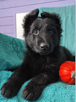 Объявление: Черная принцесса щенок немецкой овчарки , 15 000 руб., Подольск