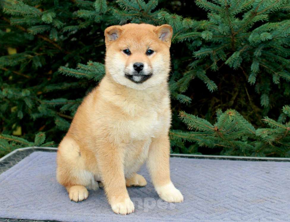 Собаки в Сергиеве Посаде: Девочка Сиба Ину Девочка, 60 000 руб. - фото 9