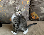 Кошки в Нижнем Новгороде: Котенок в добрые руки Девочка, Бесплатно - фото 3