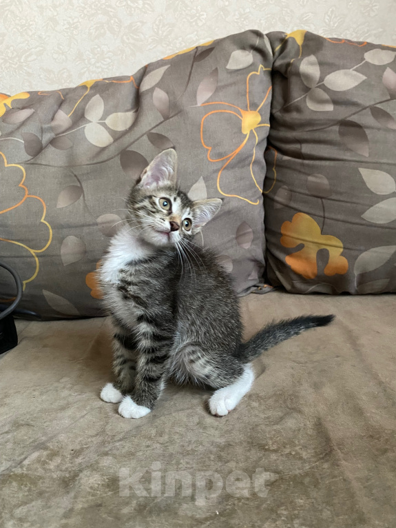Кошки в Нижнем Новгороде: Котенок в добрые руки Девочка, Бесплатно - фото 3