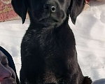 Собаки в Краснокамске: Лаброледи Забава Девочка, 25 000 руб. - фото 1