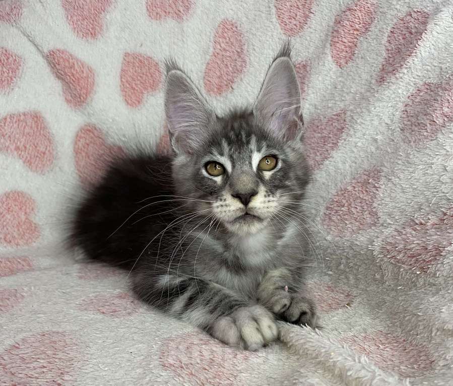 Кошки в Дмитрове: Черный серебристый мраморный мальчик мейн кун Zhak Мальчик, 40 000 руб. - фото 1