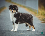 Собаки в других городах Свердловской области: Колли Вассаби, нежная девочка Девочка, 60 000 руб. - фото 1