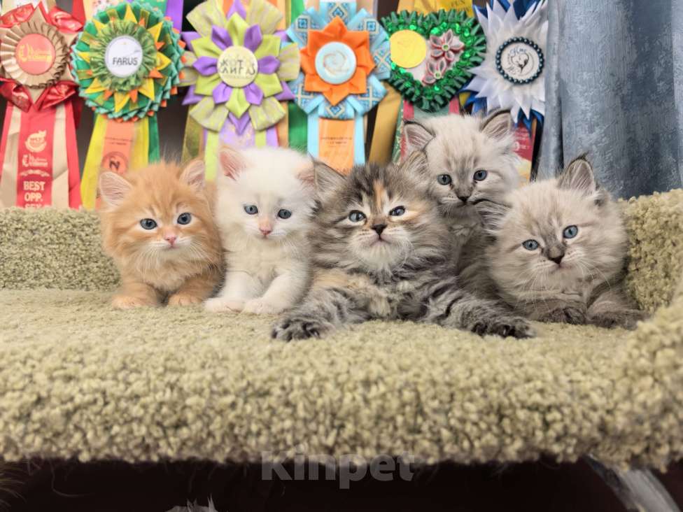 Кошки в Тюмени: Сибирские котята Девочка, 70 000 руб. - фото 7