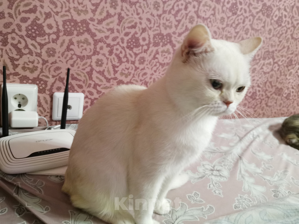 Кошки в Москве: Британские котята  Мальчик, 10 000 руб. - фото 3