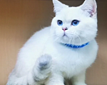 Кошки в Бугульме: Котик Лимончик Мальчик, 35 000 руб. - фото 2