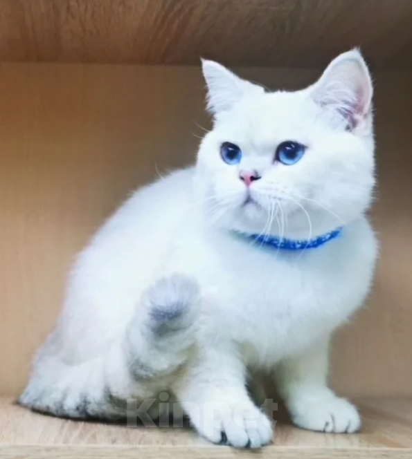 Кошки в Бугульме: Котик Лимончик Мальчик, 35 000 руб. - фото 2