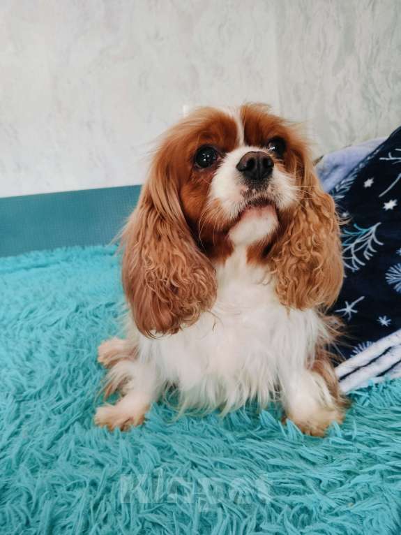 Собаки в Воронеже: Девочка окраса бленхейм Девочка, 50 000 руб. - фото 9