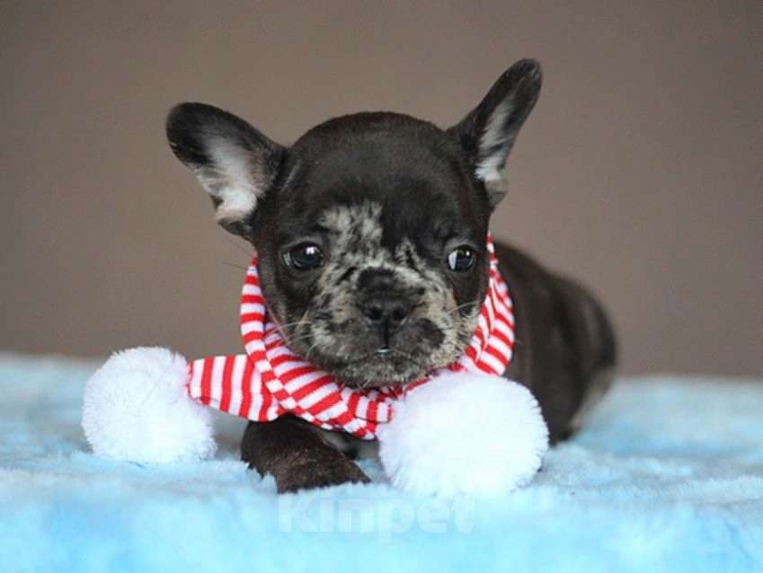 Собаки в Перми: Щенок французского бульдога Мальчик, 55 000 руб. - фото 2