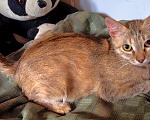 Кошки в Уфе: Кошечка Сима в добрые руки Девочка, Бесплатно - фото 3