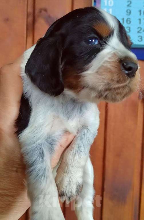 Собаки в Москве: Русский охотничий спаниель Девочка, 45 000 руб. - фото 5