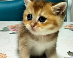 Кошки в Мытищах: Золотой тикированный  Мальчик, 12 000 руб. - фото 2