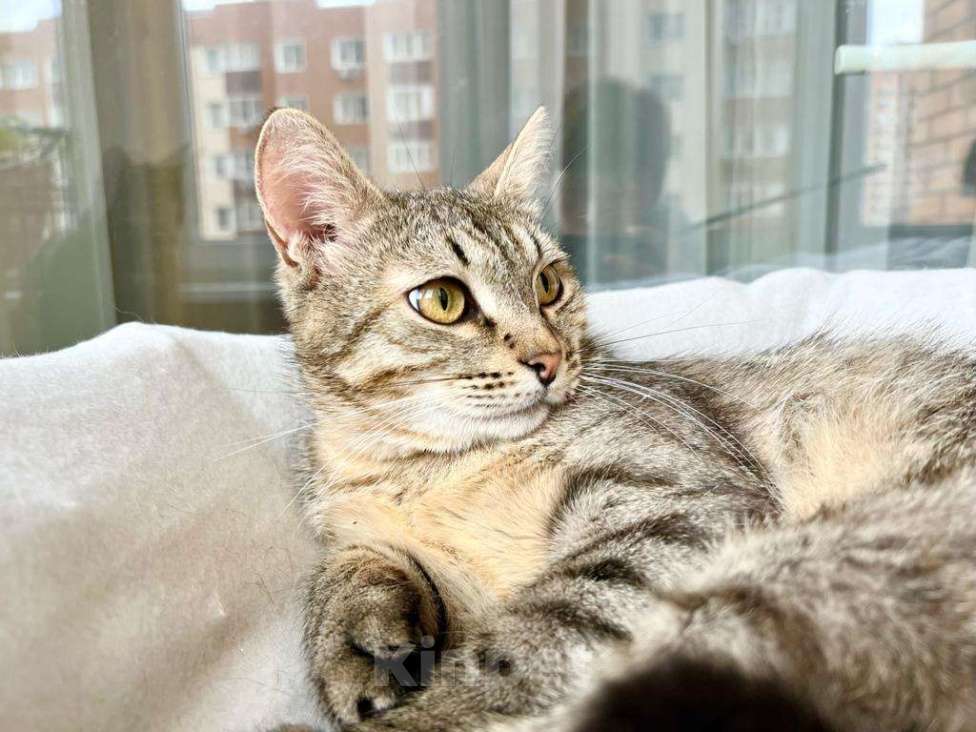 Кошки в Москве: Необыкновенно яркий котик Шелдон в добрые руки  Мальчик, Бесплатно - фото 5