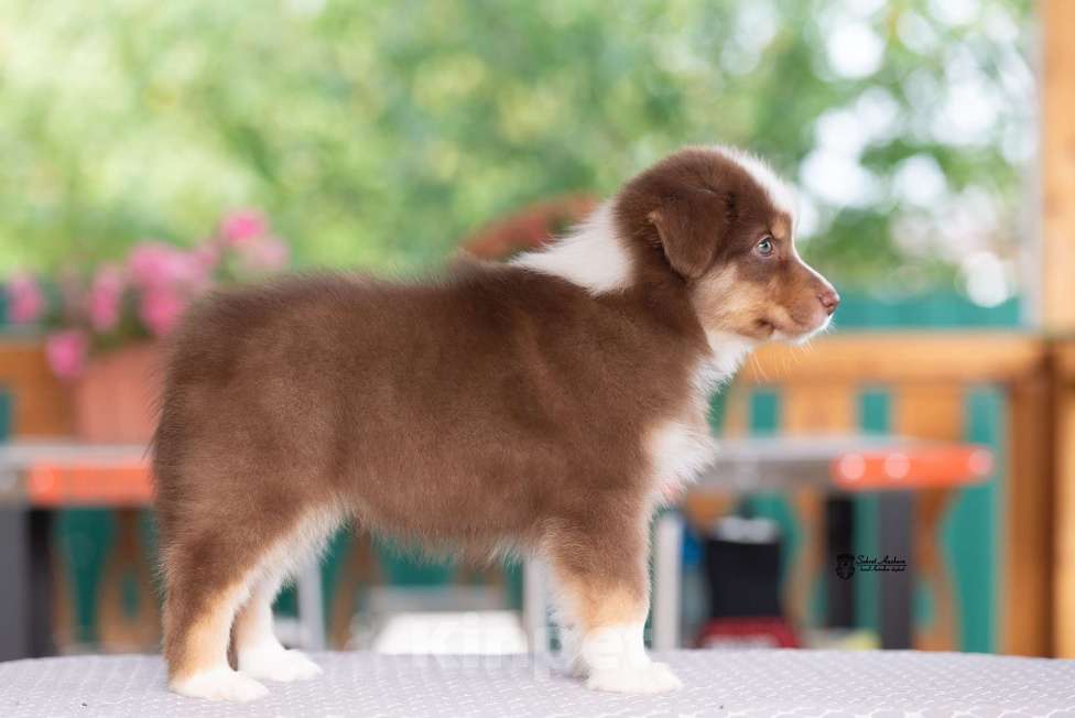 Собаки в Москве: австралийская овчарка аусси Девочка, 80 000 руб. - фото 9