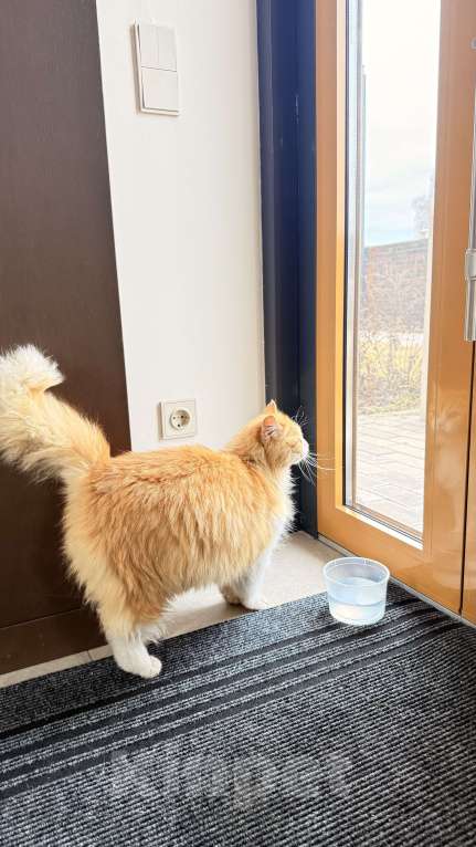 Кошки в Казани: Найдена рыжая кошечка Девочка, Бесплатно - фото 4