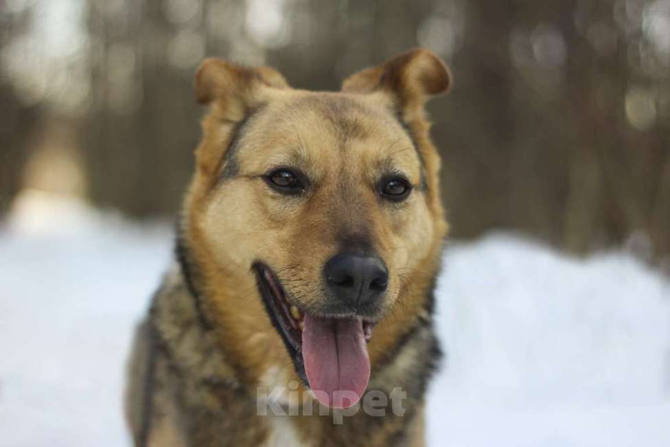 Собаки в Москве: Адалия Девочка, Бесплатно - фото 2