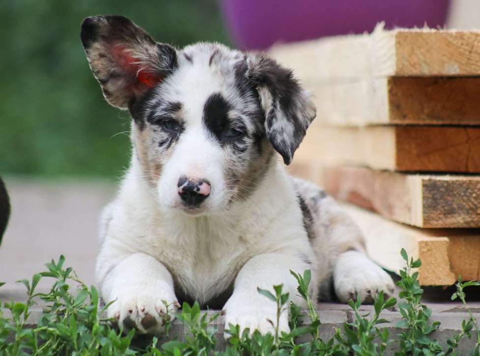 Собаки в других городах Белгородской области: Мраморная девочка Девочка, 100 000 руб. - фото 4