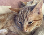 Кошки в Красноуральске: Котята, 200 руб. - фото 6