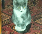Кошки в Бронницах: Отдам котенка Девочка, 100 руб. - фото 3