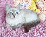 Кошки в Новосибирске: ♀️Serafima iz Lukomoriay Девочка, 40 000 руб. - фото 1