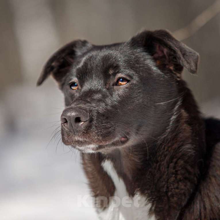 Собаки в Москве: Коржик Мальчик, Бесплатно - фото 1