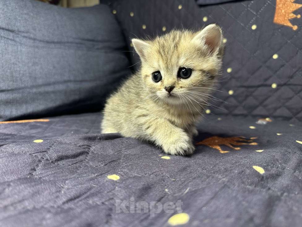 Кошки в Москве: Котенок скотиш страйт  Девочка, 15 000 руб. - фото 1