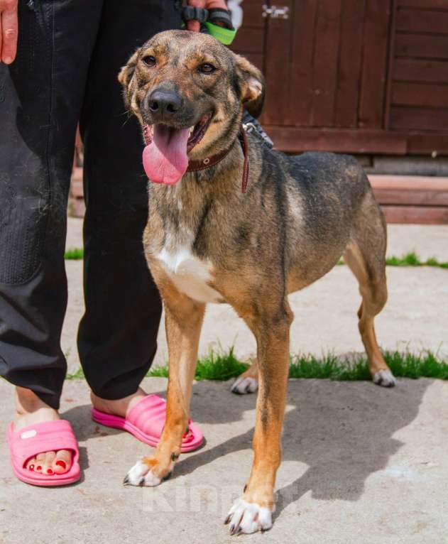 Собаки в Москве: Ласкушечка Стеша в поисках любящей семьи Девочка, 100 руб. - фото 2