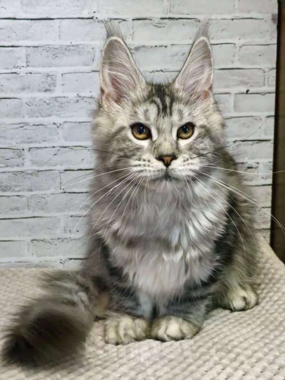 Кошки в Екатеринбурге: котята мейн-кун Девочка, 40 000 руб. - фото 1