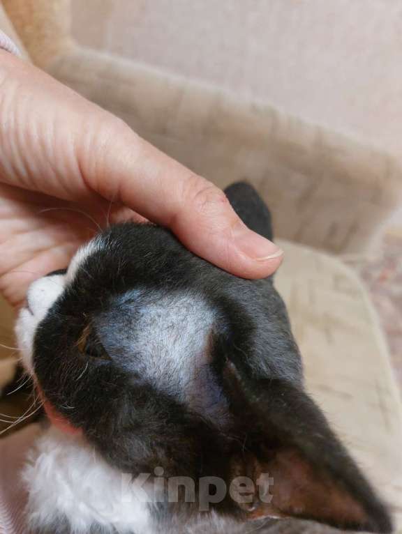 Кошки в Воронеже: Котенок девон рекс мальчик Мальчик, 100 000 руб. - фото 4