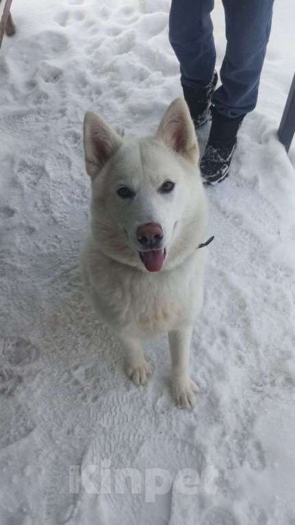 Собаки в Смоленске: Малыш ищет дом Мальчик, Бесплатно - фото 4