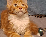 Кошки в Санкт-Петербурге: котенок мейн кун рыжий мальчик полидакт Мальчик, 60 руб. - фото 2