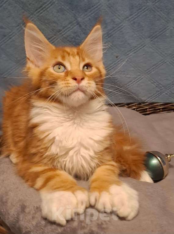 Кошки в Санкт-Петербурге: котенок мейн кун рыжий мальчик полидакт Мальчик, 60 руб. - фото 2