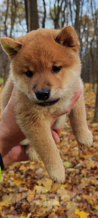 Собаки в Москве: Сиба ину щенки рыжие мальчики РКФ Мальчик, Бесплатно - фото 4