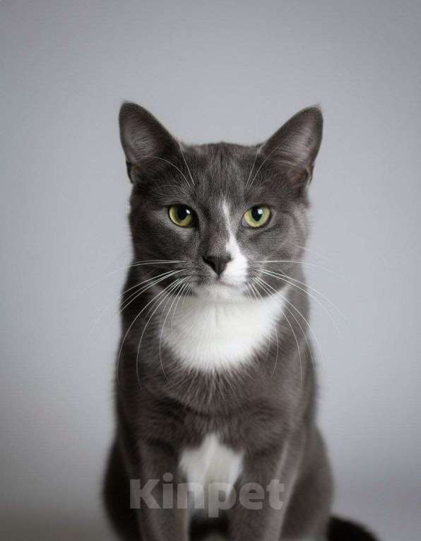 Кошки в Москве: Котик  Димка Мальчик, Бесплатно - фото 1