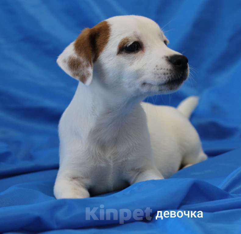 Собаки в Москве: Щенки Джек Рассел терьера  Мальчик, 22 000 руб. - фото 3
