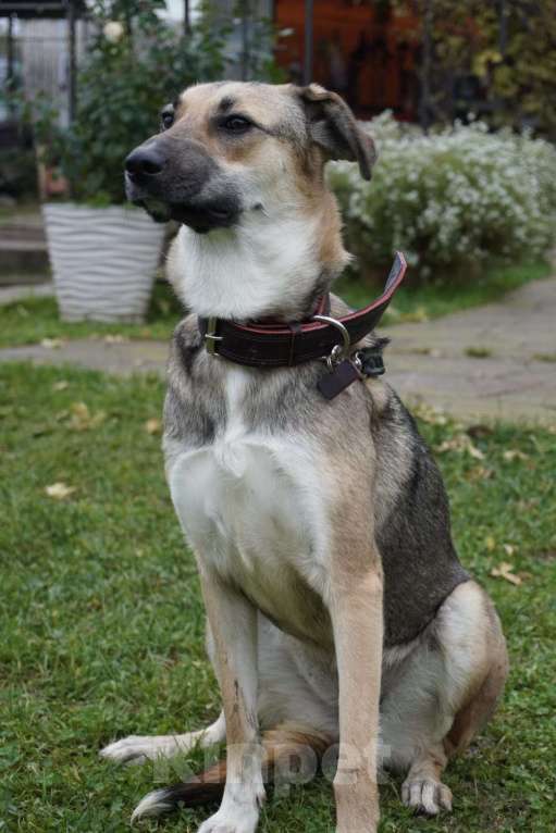 Собаки в Москве: Ласковая собачка Ласка в добрые руки Девочка, 1 руб. - фото 6