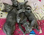 Кошки в Новороссийске: Котятки в добрые руки!!! Разнополые, Бесплатно - фото 3