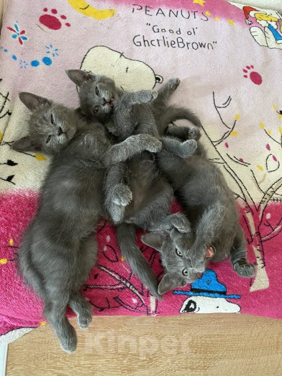 Кошки в Новороссийске: Котятки в добрые руки!!! Разнополые, Бесплатно - фото 3