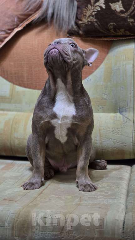 Собаки в Краснодаре: Бульдожки Мальчик, 60 000 руб. - фото 1