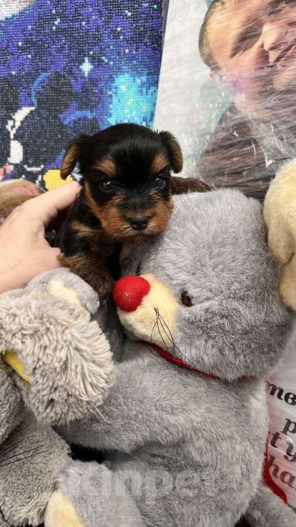 Собаки в Волгограде: Продам Мальчик, 20 000 руб. - фото 5