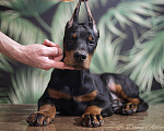 Собаки в Краснодаре: Щенок добермана Мальчик, 70 000 руб. - фото 1
